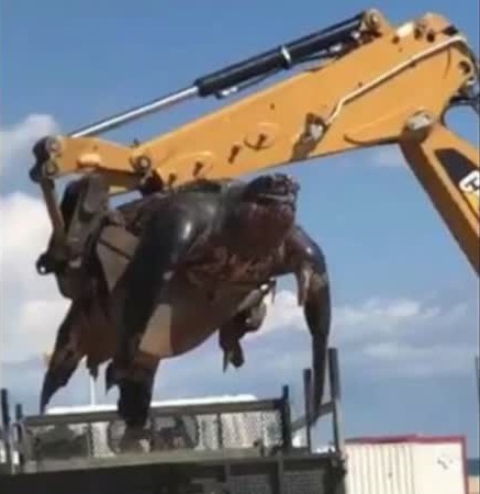 ظهور كائن بحري عملاق على شاطئ بأسبانيا