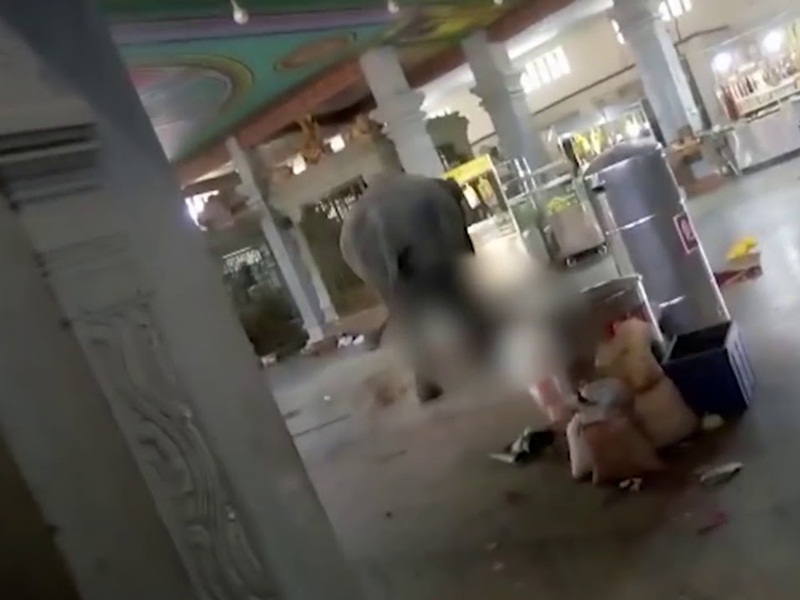 بالفيديو: فيل غاضب یدهس رجل بوحشية حتى الموت!
