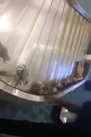 سلاطعين في دولاب حقائب السفر .. فيديو