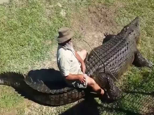 رجل يخدع تمساح ويجلس فوقه