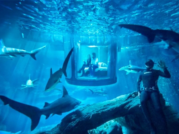 فرصة لقضاء ليلة مع القروش