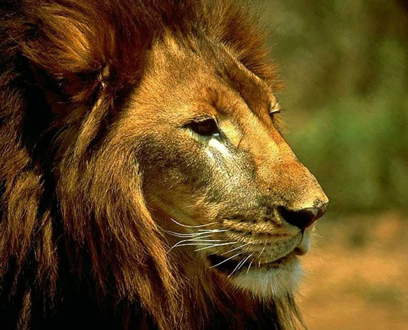 طفلة في الـ 11 من عمرها تقتل أسداً كاد يفتك بها وبشقيقها!