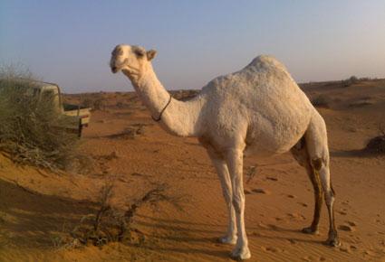 سعودي يعزف عن العمل والزواج لرعاية ناقته