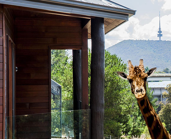 في فندق Jamala Wildlife Lodge: غذاؤك قرب الأسود وتجربة لن تصدقها