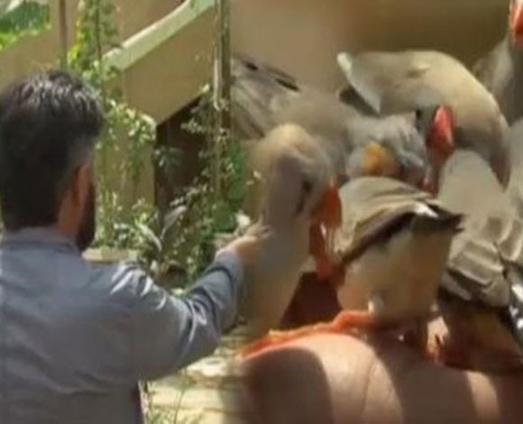 بالفيديو.. سعودي يحول منزله إلى محمية طبيعية للطيور