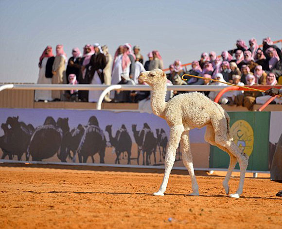السعودية... جمل يفوز بمسابقة جمال قيمتها 25 ألف إسترليني