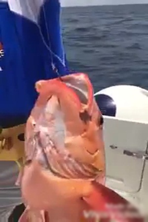 اصطياد بترجي لسمكة عملاقة .. فيديو