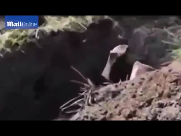 فيديو صادم .. يدفنون الرجل حيًا