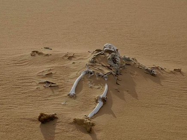 بالصور ..العثور على جثة متحللة لشاب ذهب ليبحث عن عمل في ليبيا