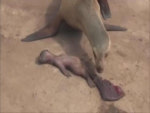 شاهد أكثر مقطع موجع للقلب