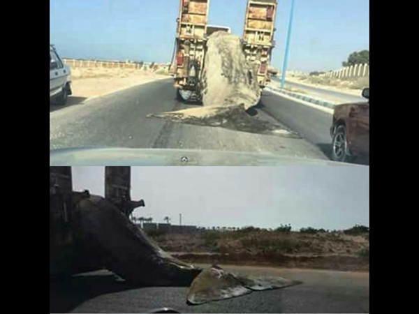 شاهد .. انتحار حوت على الشواطئ المصرية
