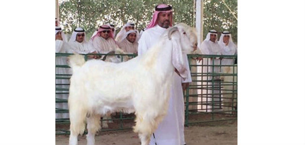 في الكويت "تيس " يلقب بالحصان الأبيض يحصد جوائز ثمينة