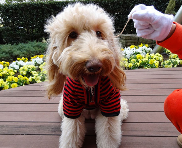 أغرب الأرقام القياسية التي تم تسجيلها في موسوعة جينيس