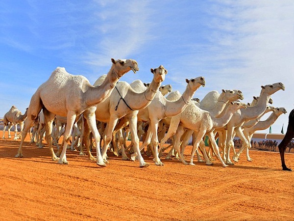 إقامة مهرجان الملك عبد العزيز للإبل .. والفائز يحصل على 40 مليون دولار