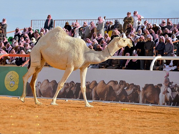 إقامة مهرجان الملك عبد العزيز للإبل .. والفائز يحصل على 40 مليون دولار