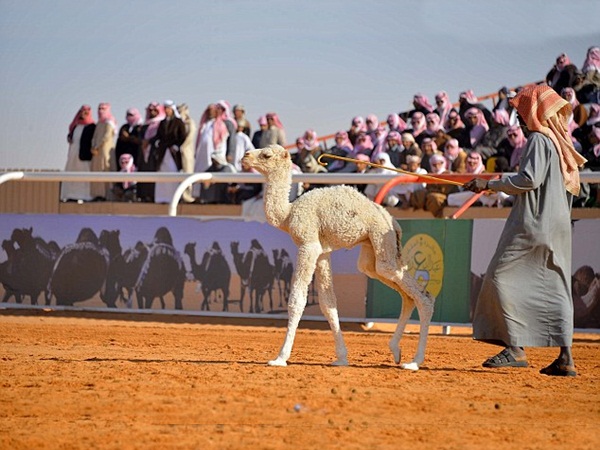 إقامة مهرجان الملك عبد العزيز للإبل .. والفائز يحصل على 40 مليون دولار