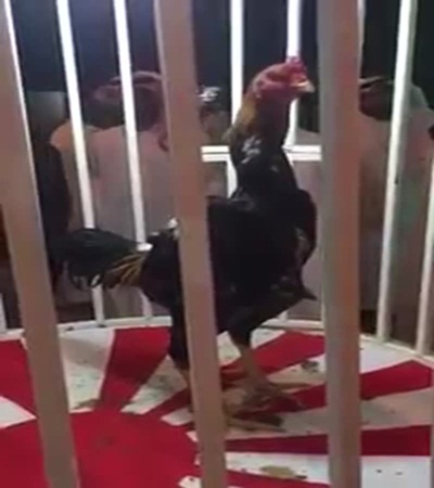 شاهد بالفيديو .. عشرة آلاف ريال والمقابل .. ديك