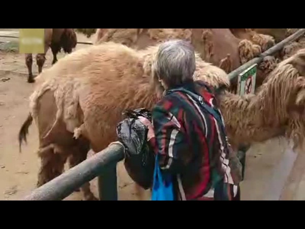 أغرب فعل تقوم به سيدة في حديقة حيوان