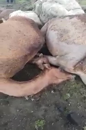 شاهد .. صواعق تقتل بعض الإبل في أبها