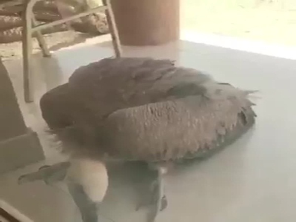 بالفيديو .. نسر يطلب شرب المياه بسبب الحر الشديد