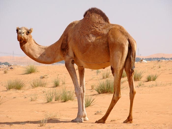 شاهد..جمل دمه تقيل