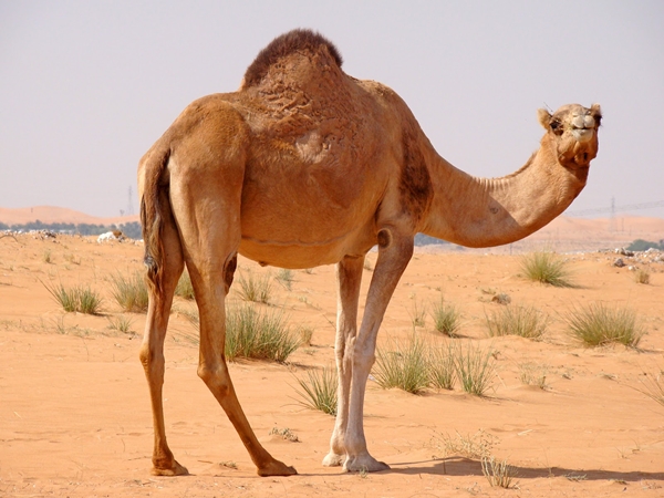 شاهد..جمل دمه تقيل