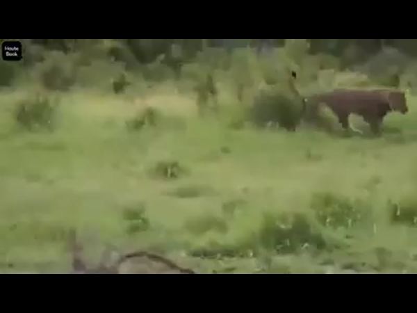 شاهد ماذا فعلت هذه اللبؤة عندما اكتشفت أن فريستها عجل صغير