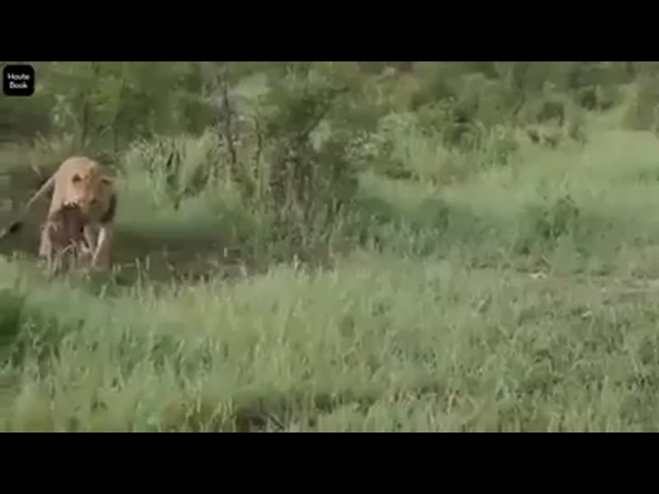 شاهد ماذا فعلت هذه اللبؤة عندما اكتشفت أن فريستها عجل صغير