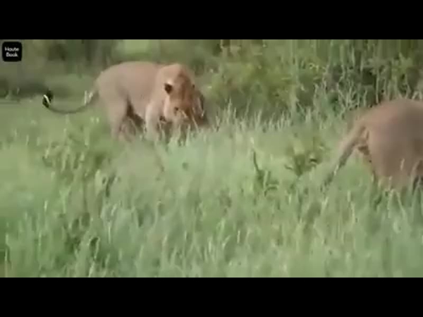 شاهد ماذا فعلت هذه اللبؤة عندما اكتشفت أن فريستها عجل صغير