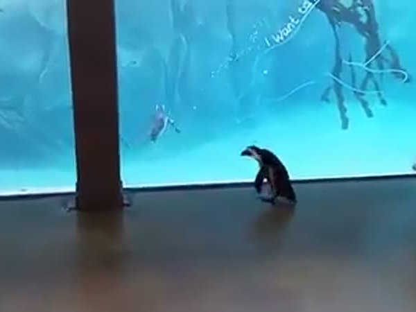 شاهد .. البطريق الحائر خلف زملائه .. فيديو طريف