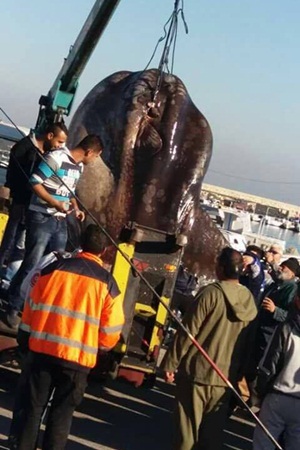 اصطياد سمكة تزن طنًا في لبنان