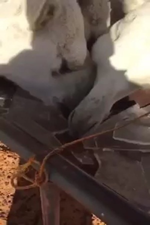 شاهد لماذا أكلت الإبل الثلج .. فيديو