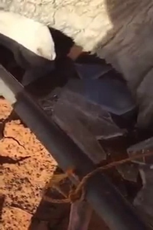 شاهد لماذا أكلت الإبل الثلج .. فيديو