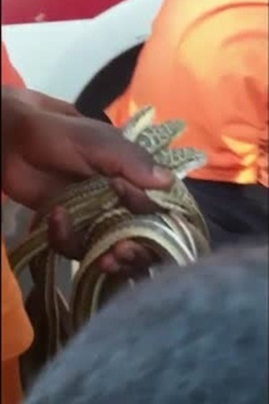 بالفيديو .. بيع وتداول الثعابين في المملكة