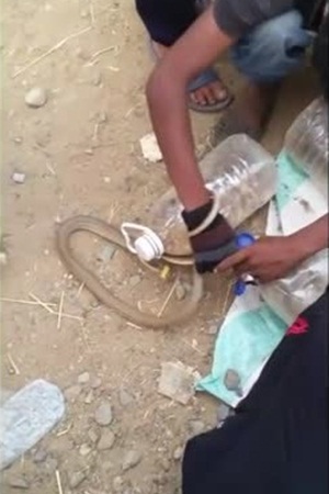 بالفيديو .. بيع وتداول الثعابين في المملكة
