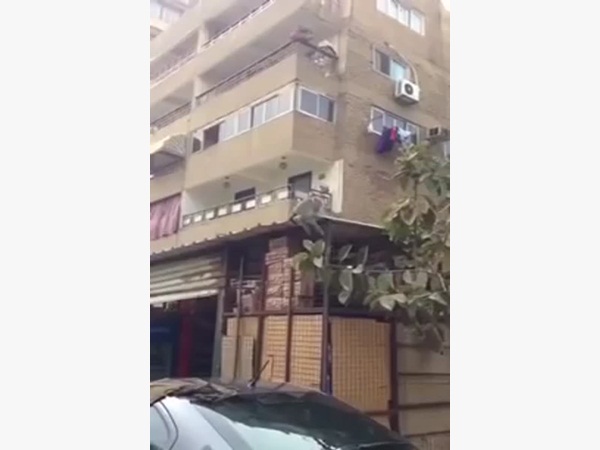 شاهد .. قرد هارب يقفز فوق سطح إحدى السيارات مسببًا الذعر