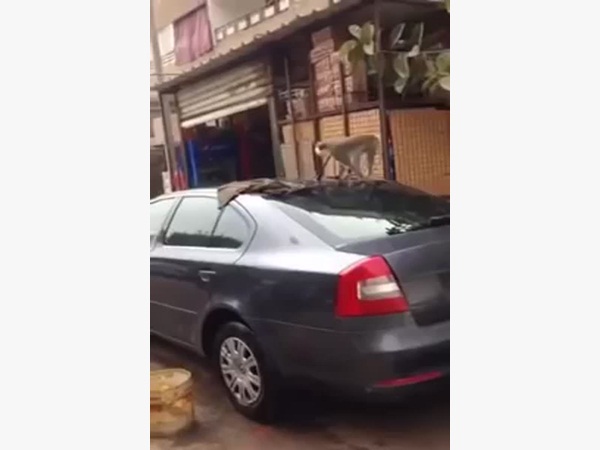 شاهد .. قرد هارب يقفز فوق سطح إحدى السيارات مسببًا الذعر