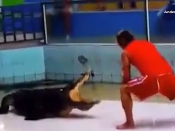 مدرب تماسيح يتعرض للخطر خلال عرضه المسرحي