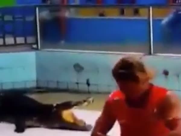 مدرب تماسيح يتعرض للخطر خلال عرضه المسرحي