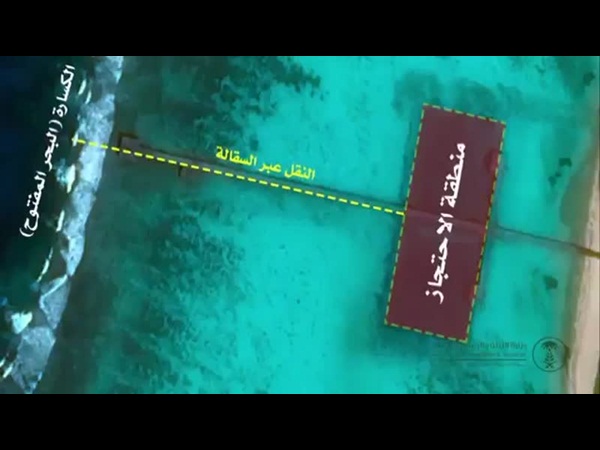 شاهد تضافر جهود المؤسسات لإرجاع الدلافين التائهة إلى البحر مرة أخرى