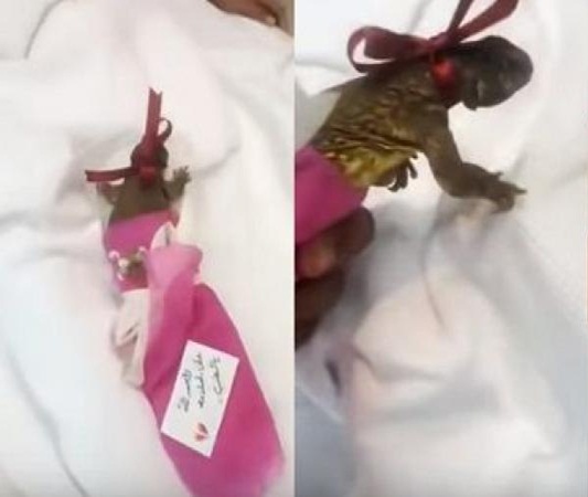 بالفيديو: سعودي يزور طفلًا في مستشفى ويهديه ضب!
