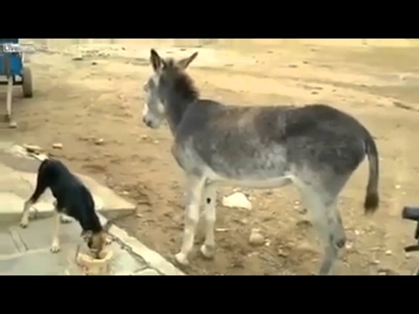 فيديو طريف..كلب يمنع حمار من الأكل ولكن حدثت المفاجأة