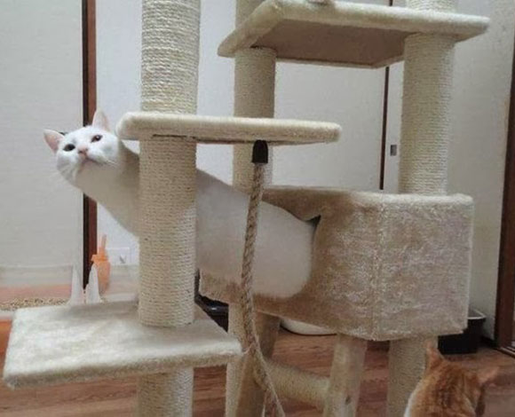 35 صورة التقطت في اللحظة المناسبة 