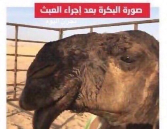 القبض على طبيب يقوم بعمليات تجميل للإبل