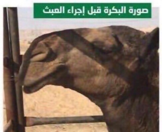 القبض على طبيب يقوم بعمليات تجميل للإبل