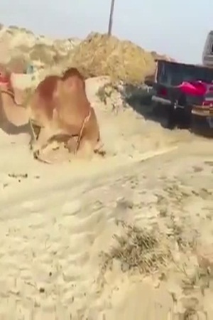 بالفيديو .. طريقة سقوط الجمل من الشاحنة تثير الغضب