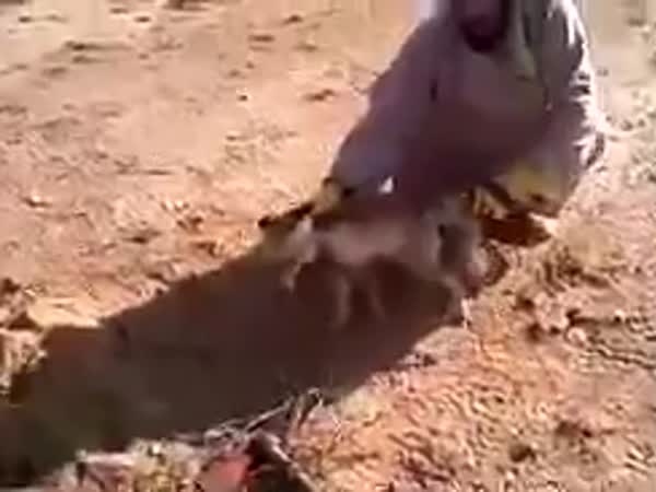 ينقذ ثعلبًا ثم يطلقه .. فيديو