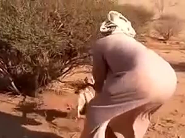 ينقذ ثعلبًا ثم يطلقه .. فيديو