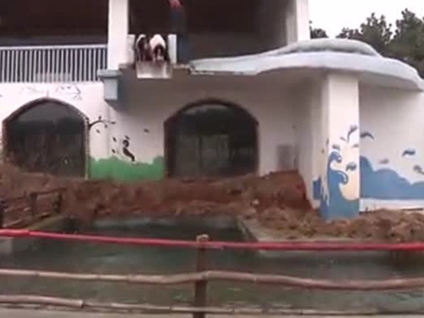شاهد سعادة هذه الخنازير في مزرعتها