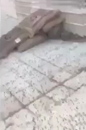 بالفيديو .. عمال يسيرون فوق أكياس الأرز
